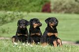 BEAUCERON - PUPPIES 366